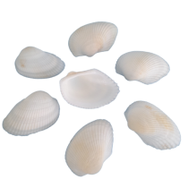 Concha Branca Natural ( 35 unidades)
