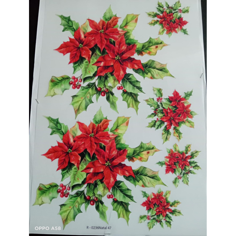 Transfer  Flor de Natal