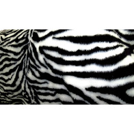 Tecido estampado Zebra