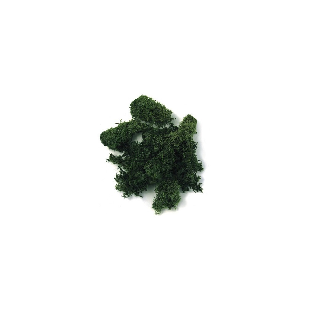 Musgo escuro "iceland moss"