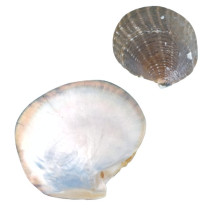 Concha Natural Madreperola