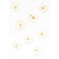 Flores Secas Branco
